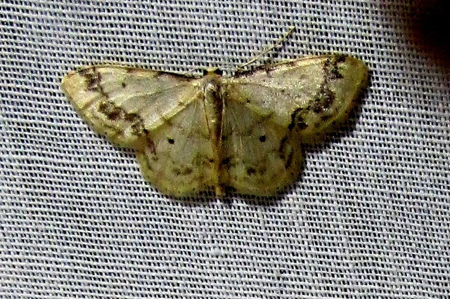Idaea trigeminata - csúcsfoltos apróaraszoló