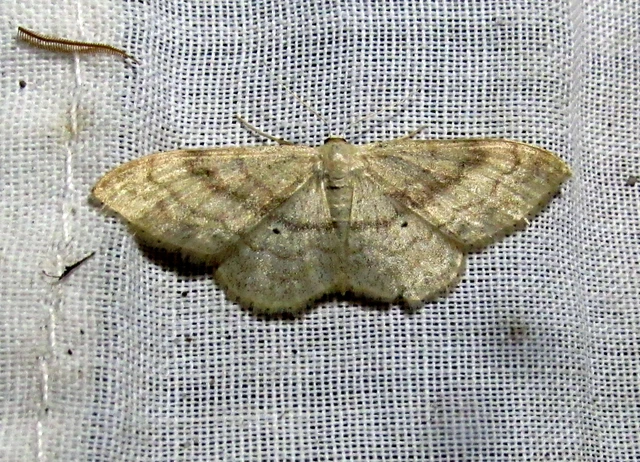 Idaea deversaria - egyszínű sávosaraszoló