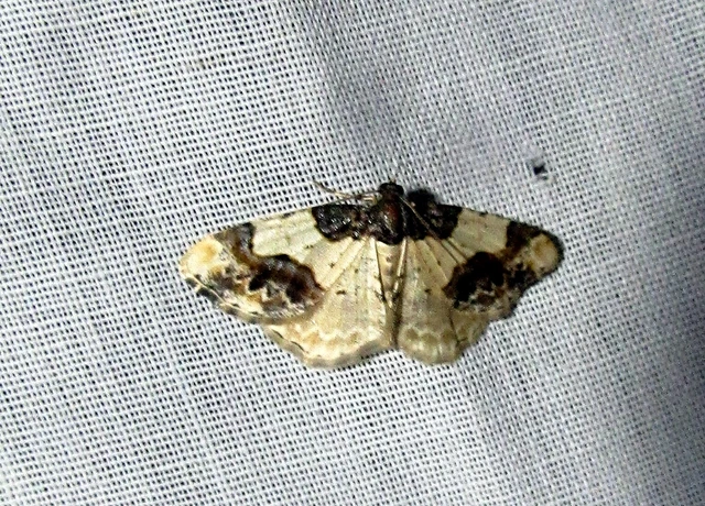 Ligdia adustata - barna levélaraszoló