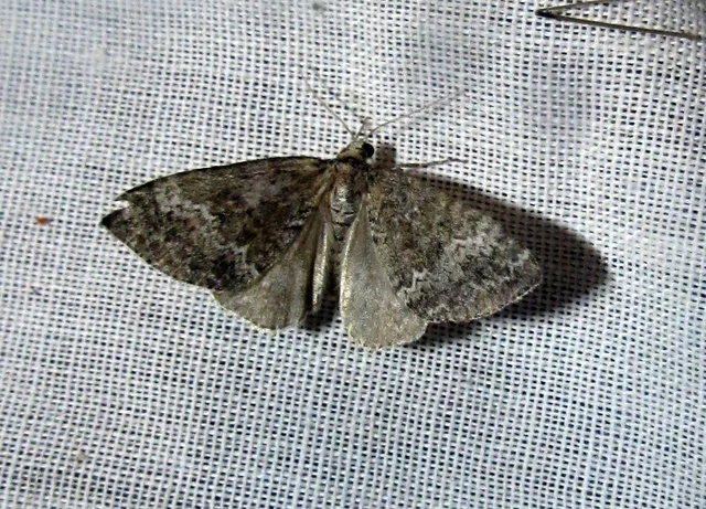 Perizoma alchemillata - árvacsalán-araszoló