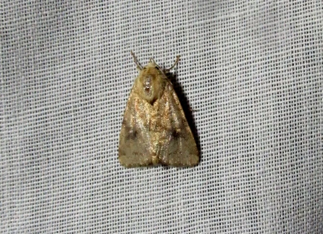 Atypha pulmonaris - tüdőfű-levélbagoly