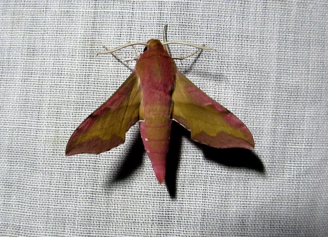 Deilephila porcellus - piros szender