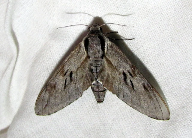 Hyloicus pinastri - fenyőszender