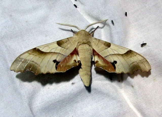 Marumba quercus - tölgyfaszender