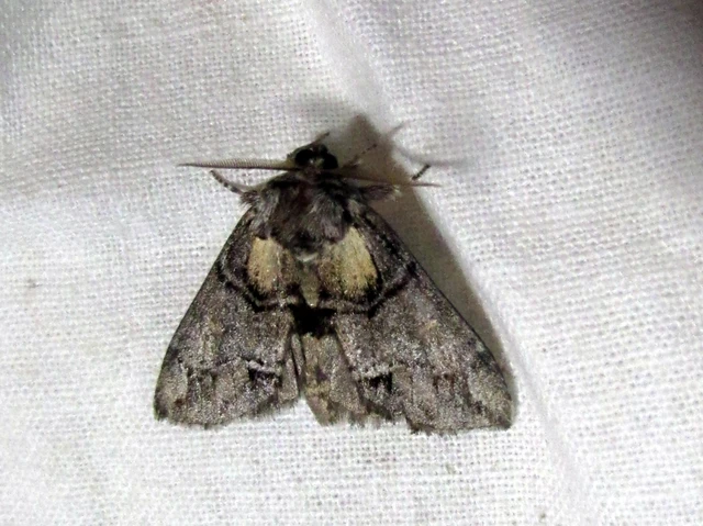 Drymonia velitaris - hegyi púposszövő
