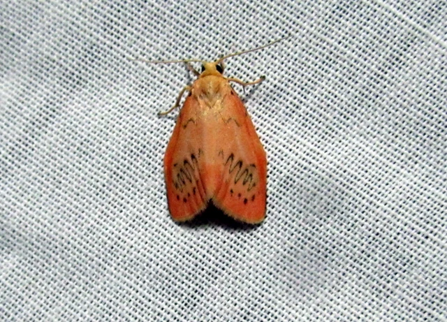 Miltochrista miniata - piros medvelepke