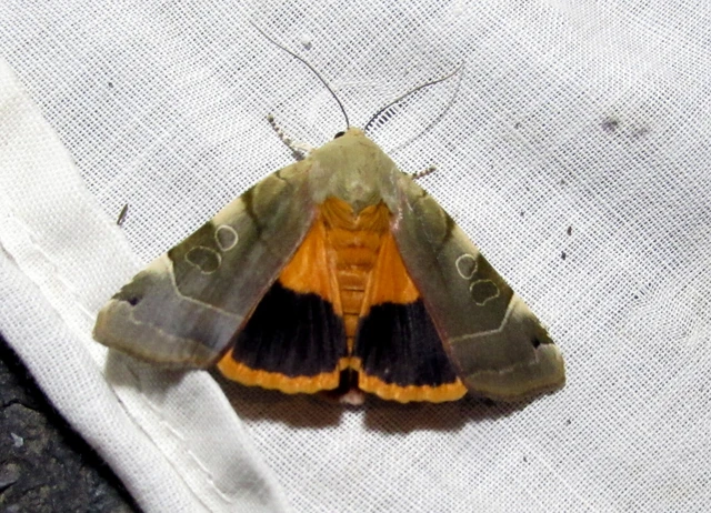 Noctua fimbriata - szélessávú sárgafűbagoly