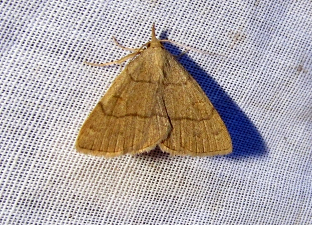 Paracolax tristalis - sárgás karcsúbagoly