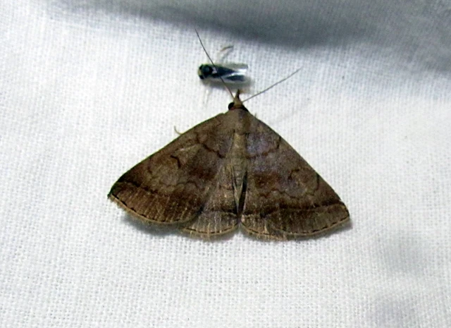 Zanclognatha lunalis - pelyheslábú karcsúbagoly