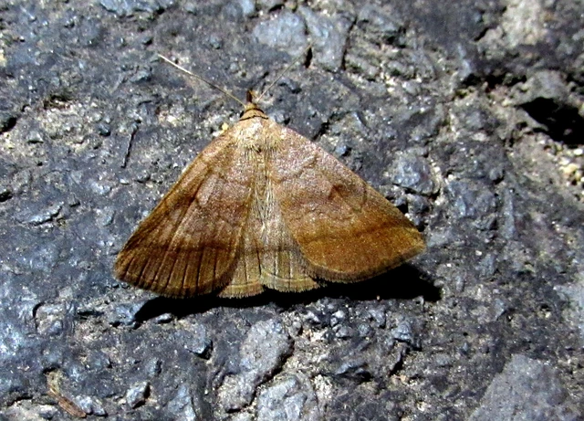 Zanclognatha lunalis - pelyheslábú karcsúbagoly