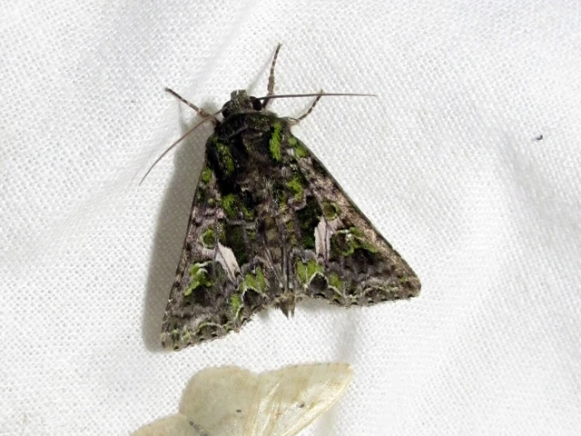 Trachea atriplicis - nyári zöldbagoly