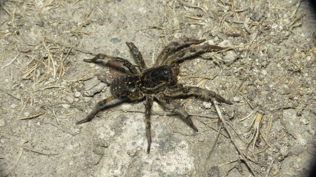 Geolycosa vultuosa - pokoli cselőpók