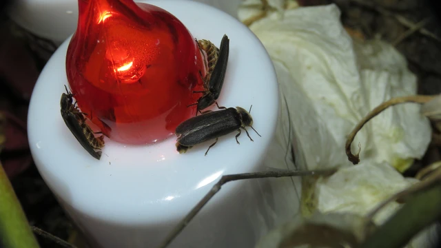 Lampyris noctiluca - nagy szentjánosbogár