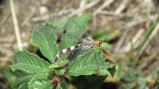 Megistopus flavicornis - kétfoltos hangyaleső