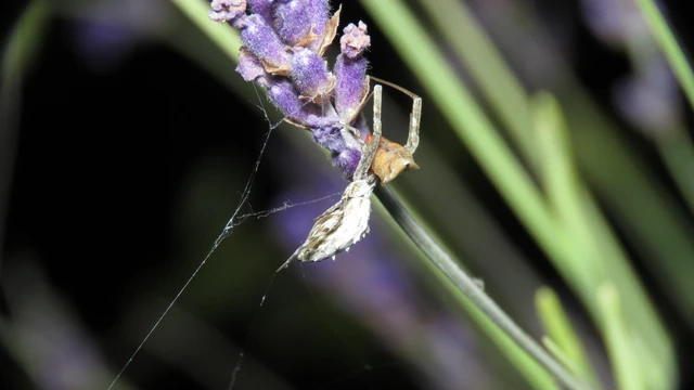 Uloborus walckenaerius - derespók