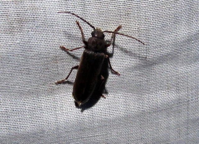 Arhopalus rusticus - gödrösnyakú cincér