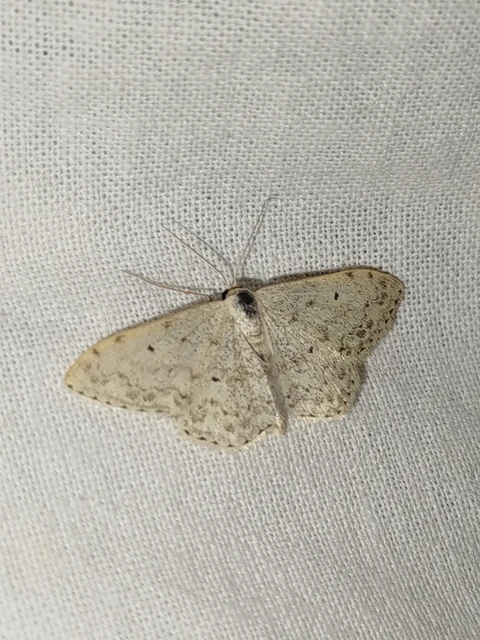 Scopula marginepunctata - pettyes sávosaraszoló