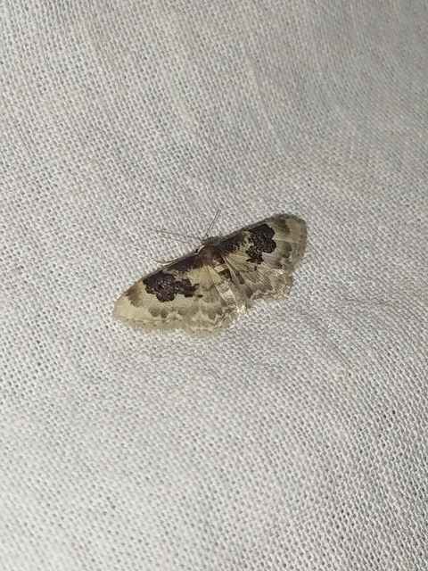 Idaea rusticata - tarka apróaraszoló