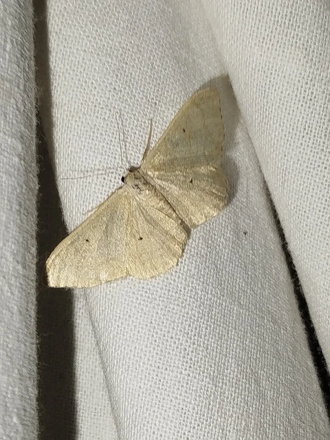 Idaea straminata - szalmasárga sávosaraszoló