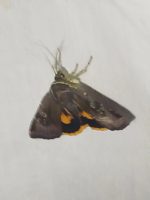 Noctua janthina - tarka sárgafűbagoly
