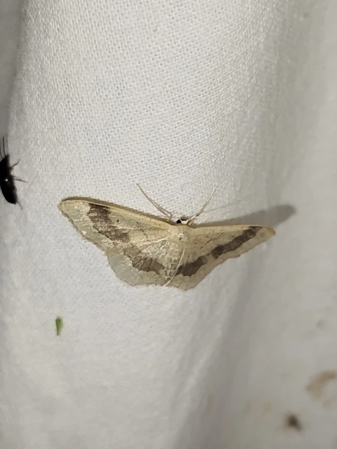 Idaea aversata - nagy sávosaraszoló