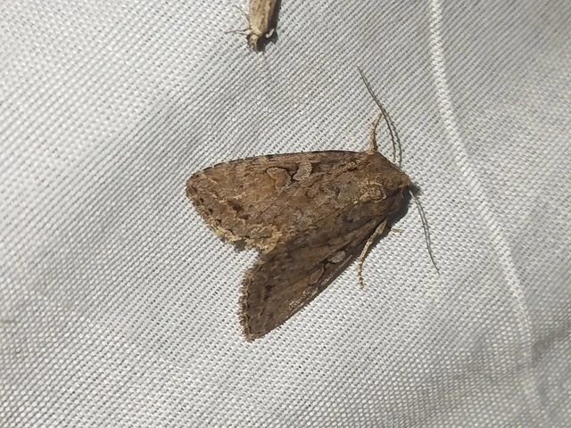 Apterogenum ypsillon - ipszilon-erdeibagoly