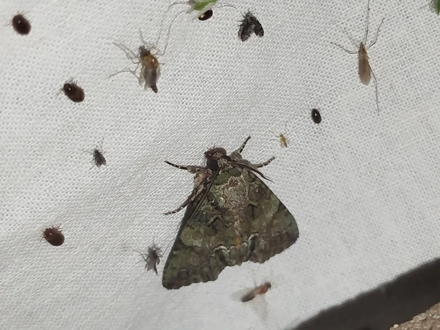 Polyphaenis sericata - selyemfényű erdeibagoly