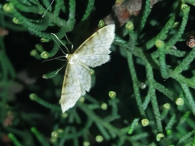 Idaea fuscovenosa - szürkeszélű apróaraszoló