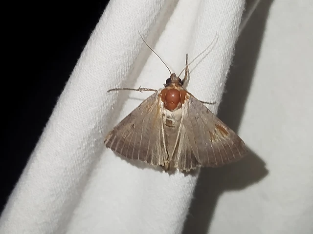 Lygephila craccae - gyakori csüdfűbagoly