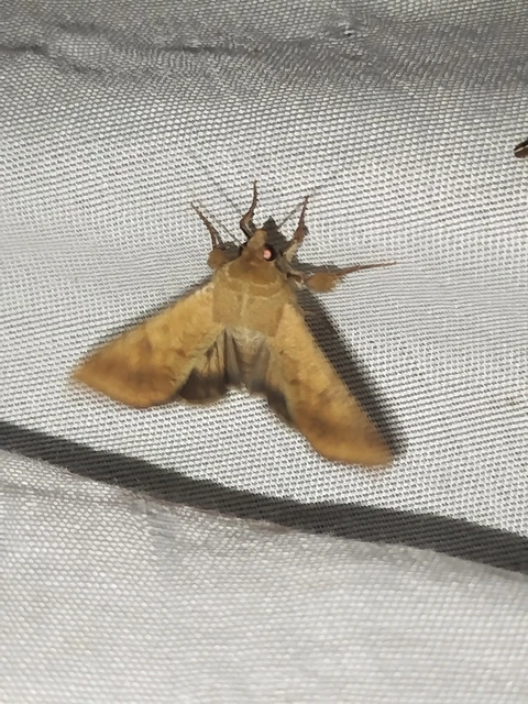 Helicoverpa armigera - kukorica-veteménybagoly