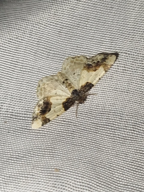 Ligdia adustata - barna levélaraszoló
