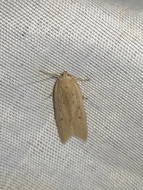 Atremaea lonchoptera - magyar nádmoly