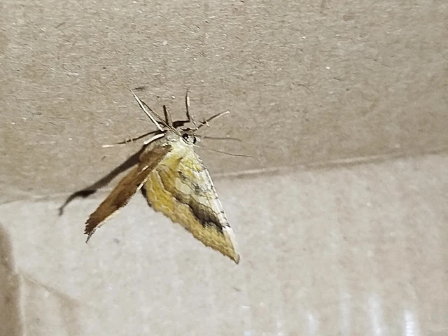 Camptogramma bilineata - kétvonalas sávosaraszoló