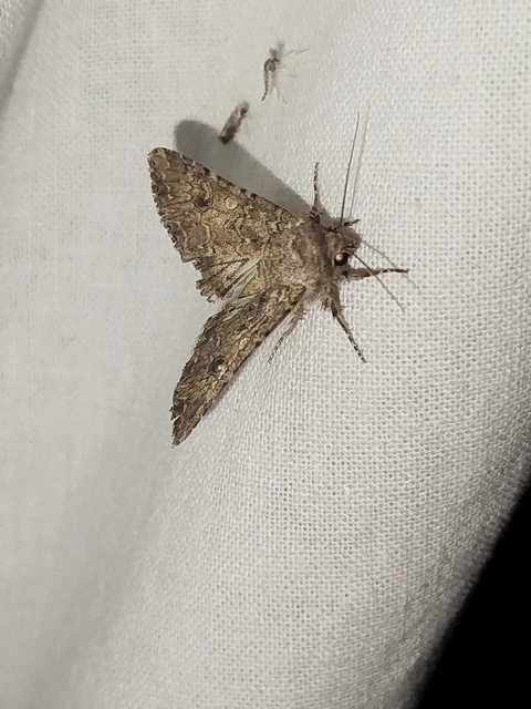 Hadula trifolii - lóherebagoly