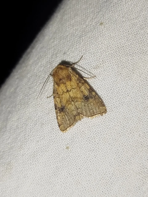 Atypha pulmonaris - tüdőfű-levélbagoly