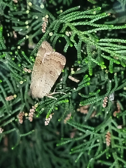 Noctua comes - kis sárgafűbagoly