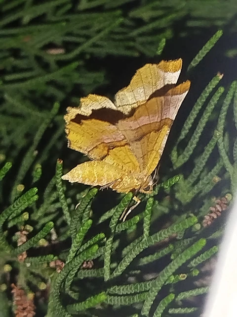 Selenia lunularia - egyfoltos holdasaraszoló
