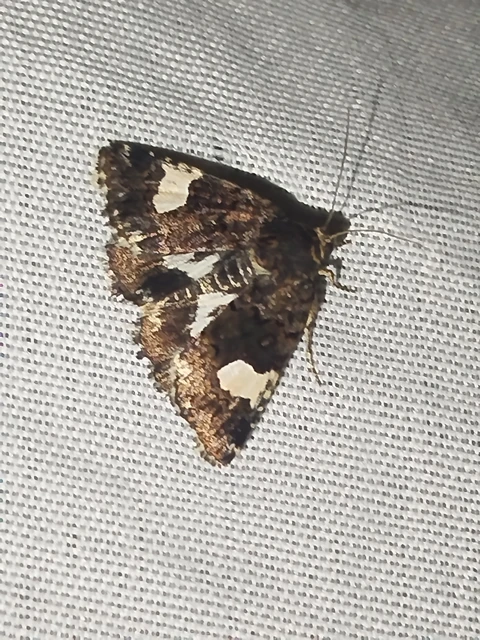 Tyta luctuosa - fekete nappalibagoly