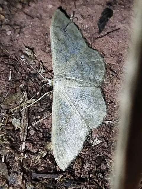 Idaea deversaria - egyszínű sávosaraszoló