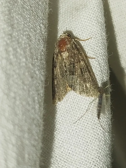 Oligia strigilis/latruncula/versicolor