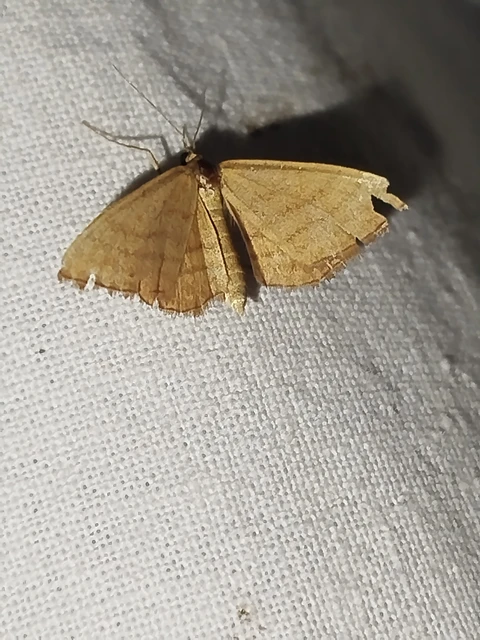 Idaea ochrata - okkerszínű sávosaraszoló
