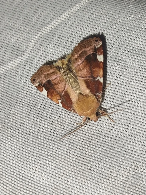 Cosmia diffinis - szilfa-lombbagoly