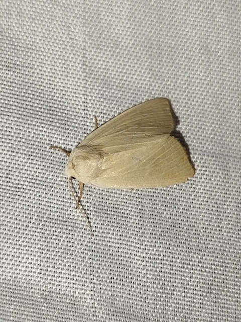 Arenostola phragmitidis - selymes nádibagoly
