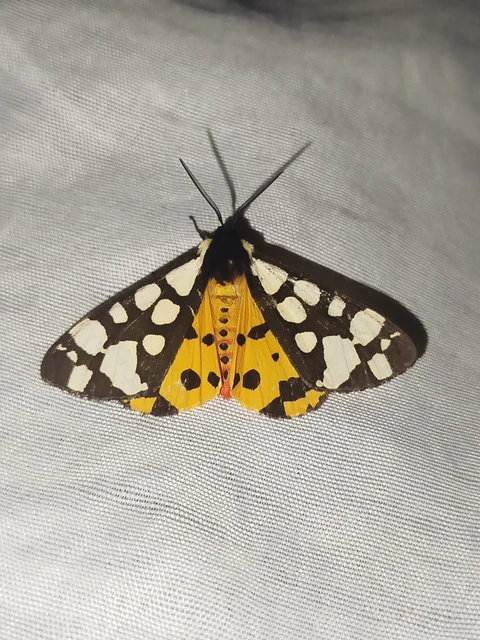Arctia villica - fekete medvelepke