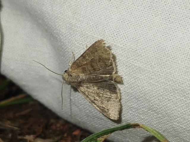 Parastichtis suspecta - sötét erdeibagoly