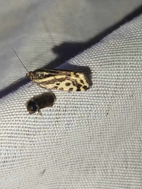 Emmelia trabealis - zebrabagoly