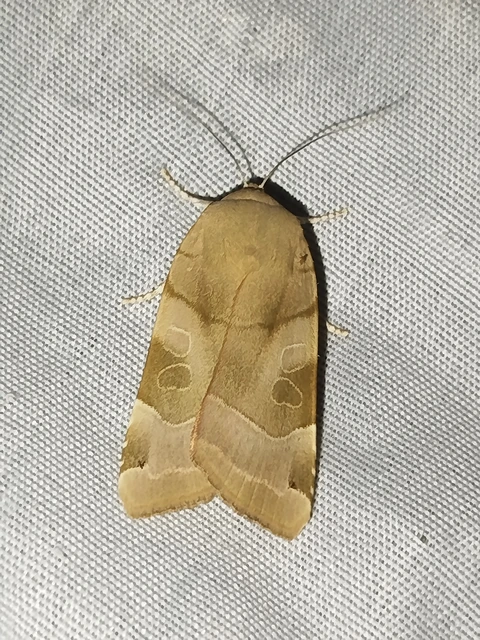Noctua fimbriata - szélessávú sárgafűbagoly
