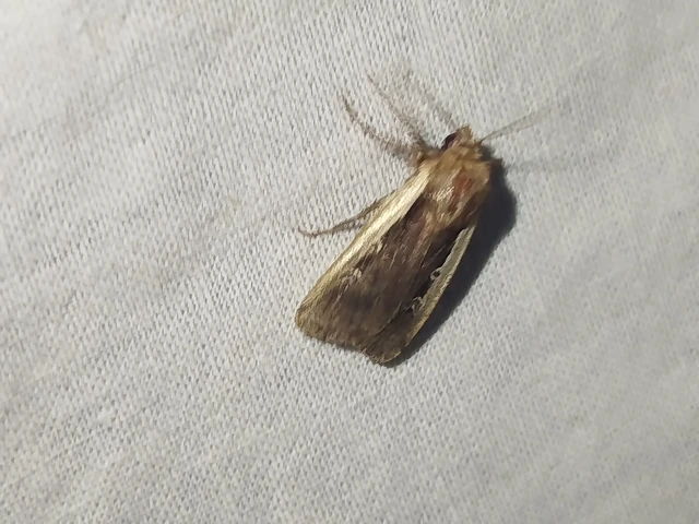 Ochropleura plecta - fehérszegélyű fűbagoly