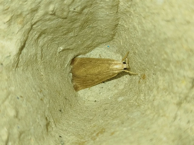 Calamotropha paludella - barna nádlevélmoly