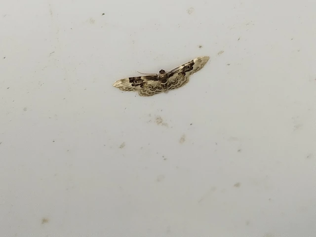 Idaea rusticata - tarka apróaraszoló
